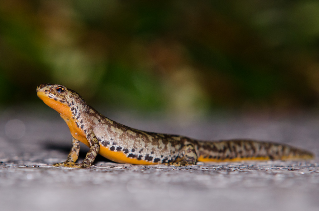 ISO (Auto) 800, f8, 200mm bei 1/250s