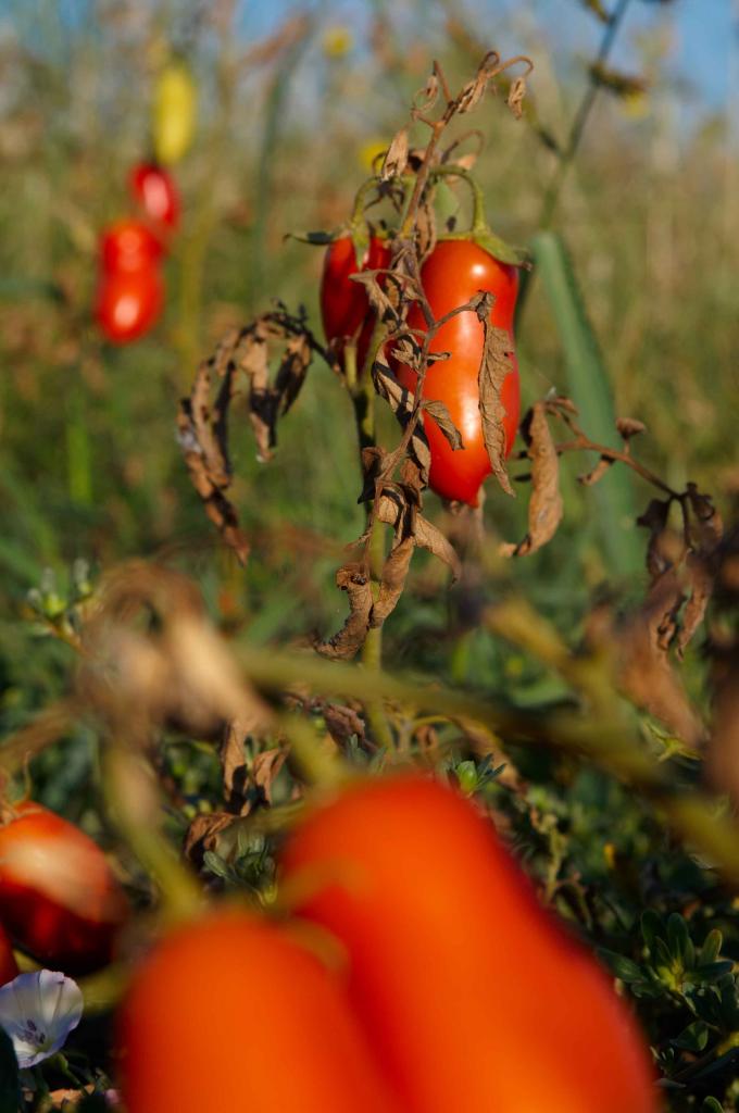 Italien2010  Tomaten1