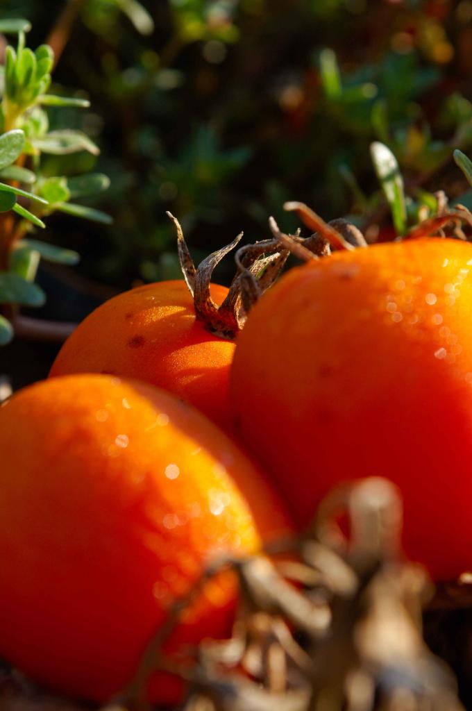 Italien2010 Tomaten2