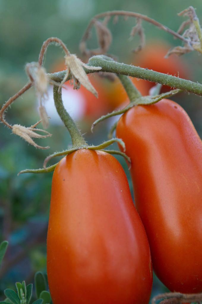 Italien2010 Tomaten3