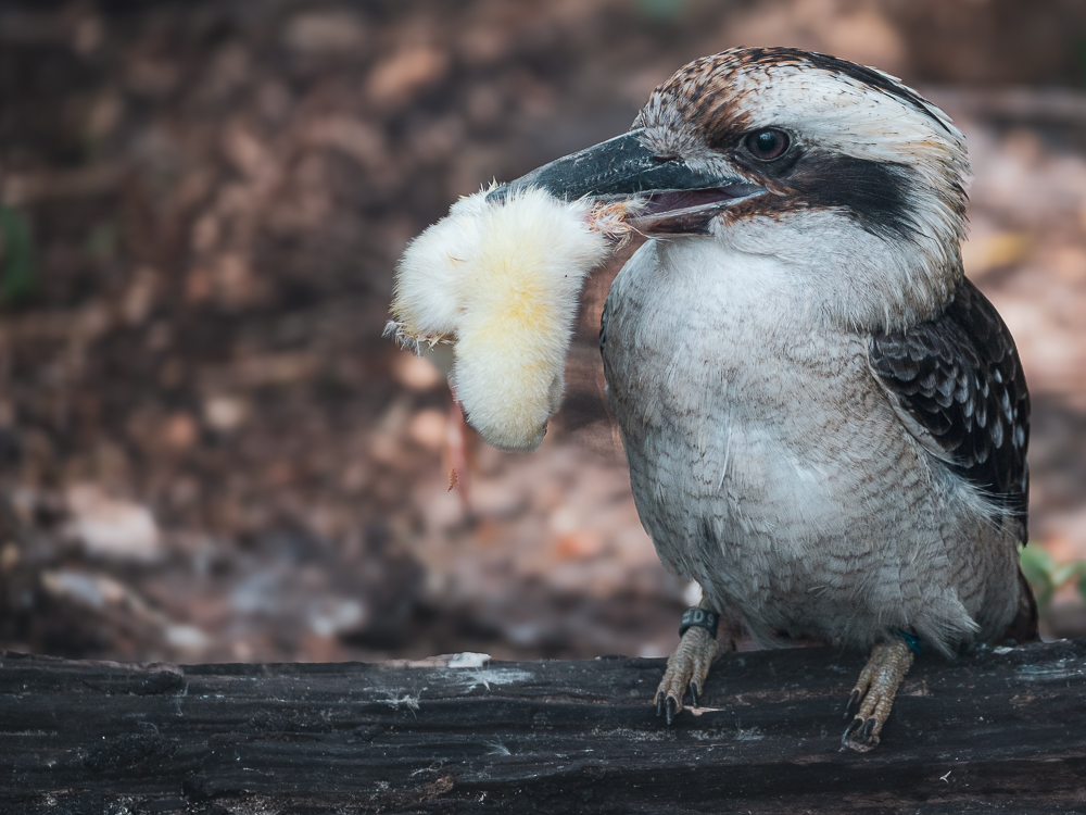 Jägerliest im Vogelpark Walsrode