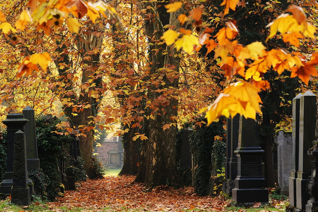 Jüdischer Friedhof in Frankfurt #1