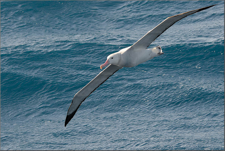 J82 8046 web