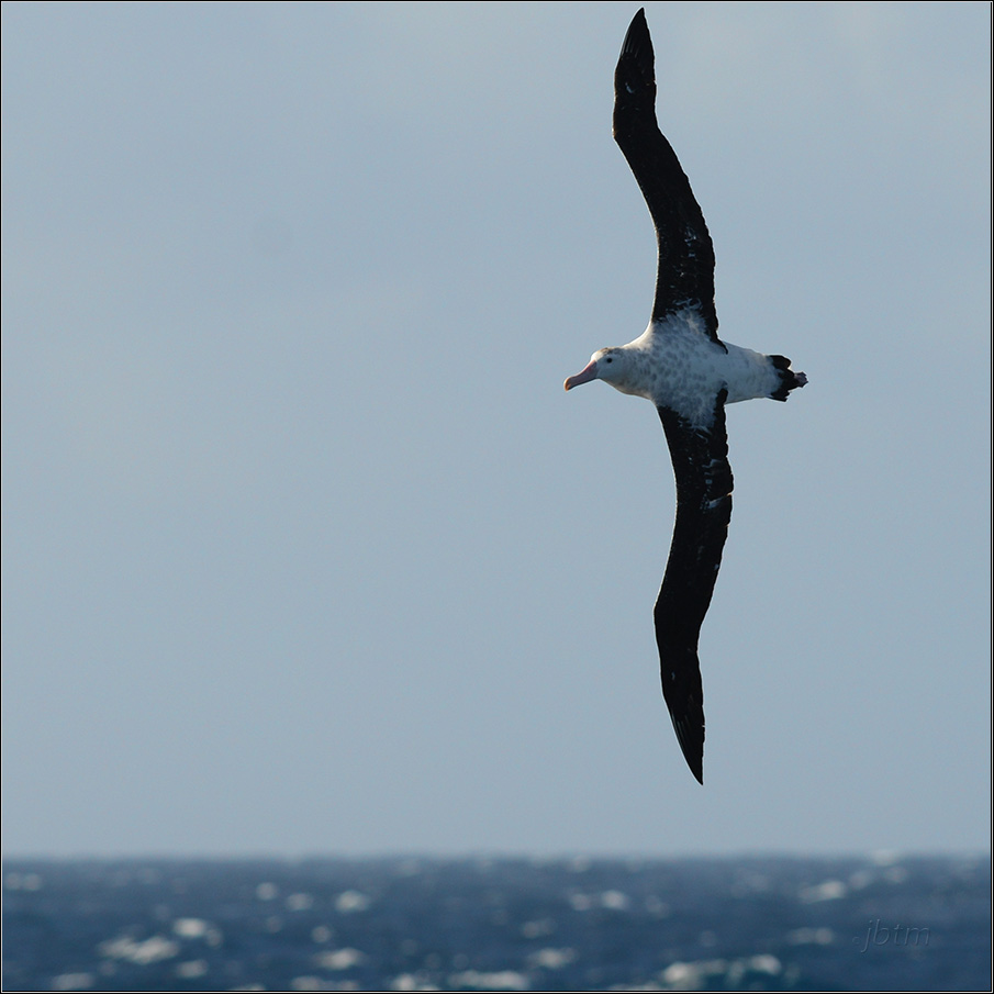 J82 8088 web