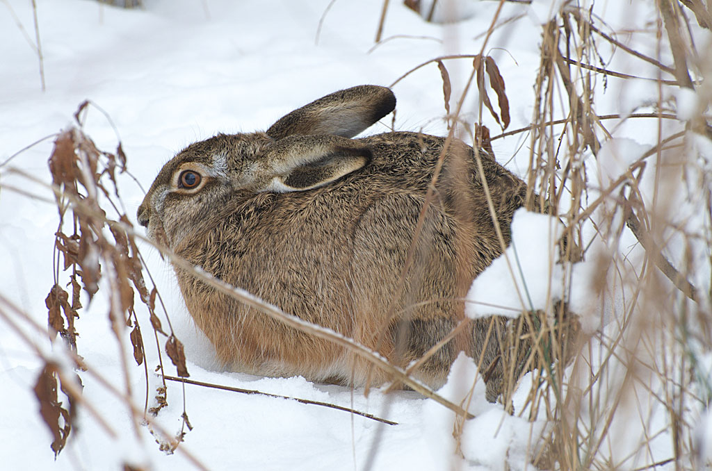 Ja hammer denn scho´Ostern ?

Im Naturschutzgebiet beim Neujahrsspaziergang gesehn ...