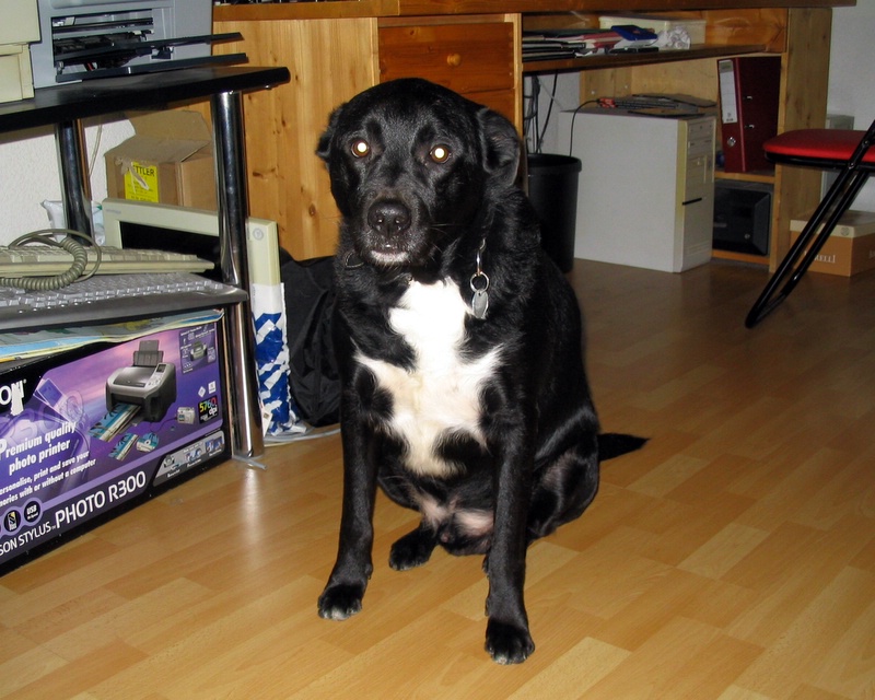Jacko 1