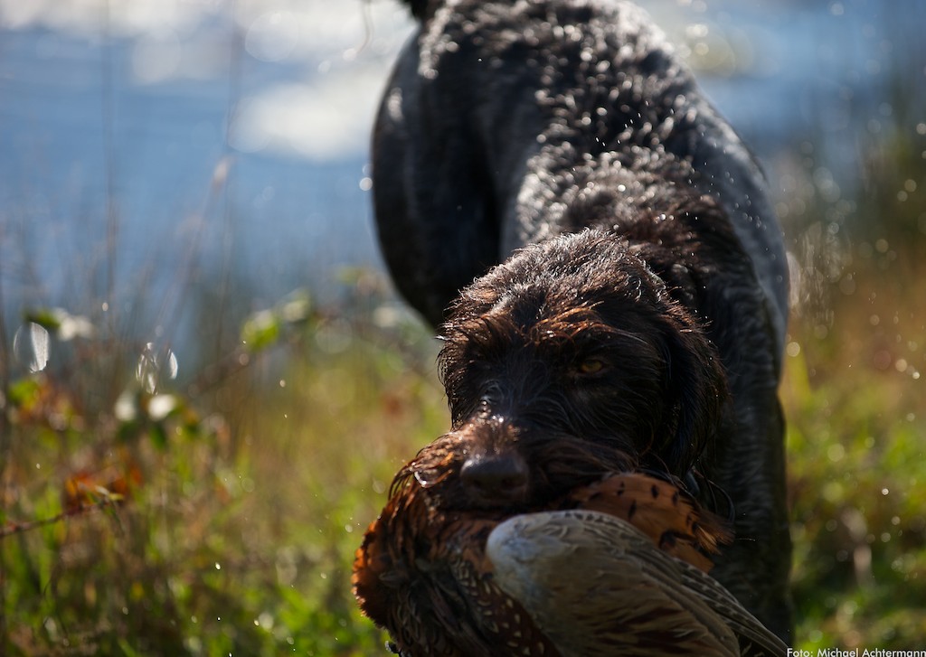 Jagd 121027 107