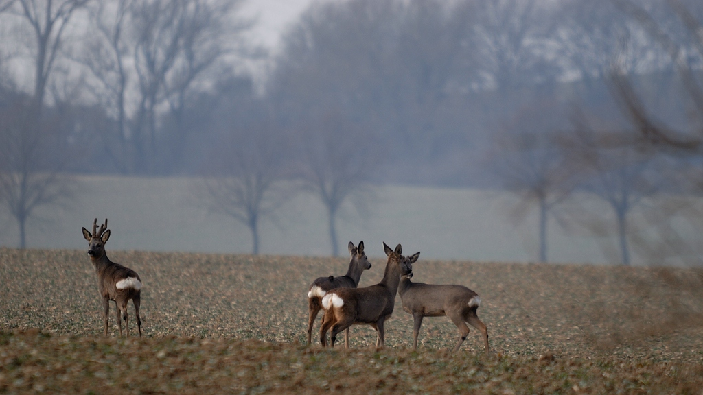 Jagd DSC 8847