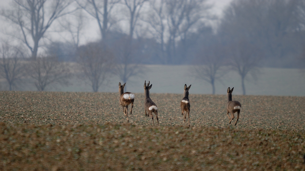 Jagd DSC 8849