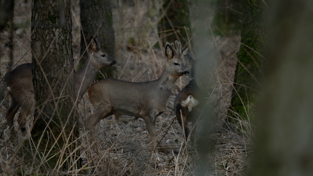 Jagd DSC 8851