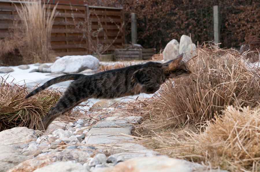 Jagd im Schilf