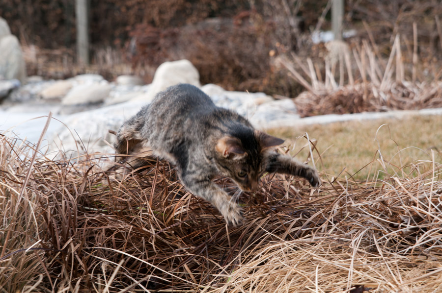 Jagd im Schilf
