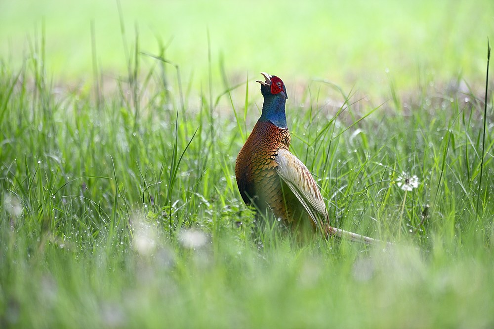 Jagdfasan 2014 06030