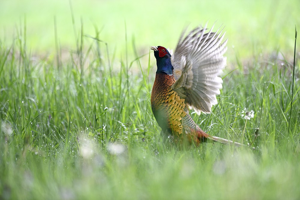 Jagdfasan 2014 06031