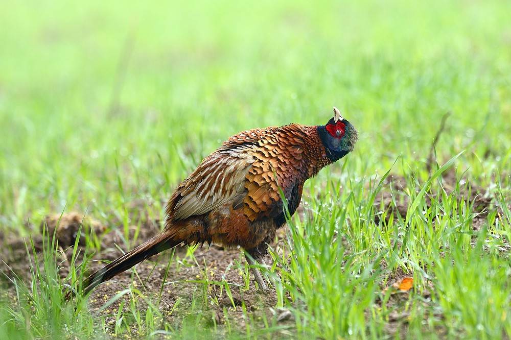 Jagdfasan 2014 06043