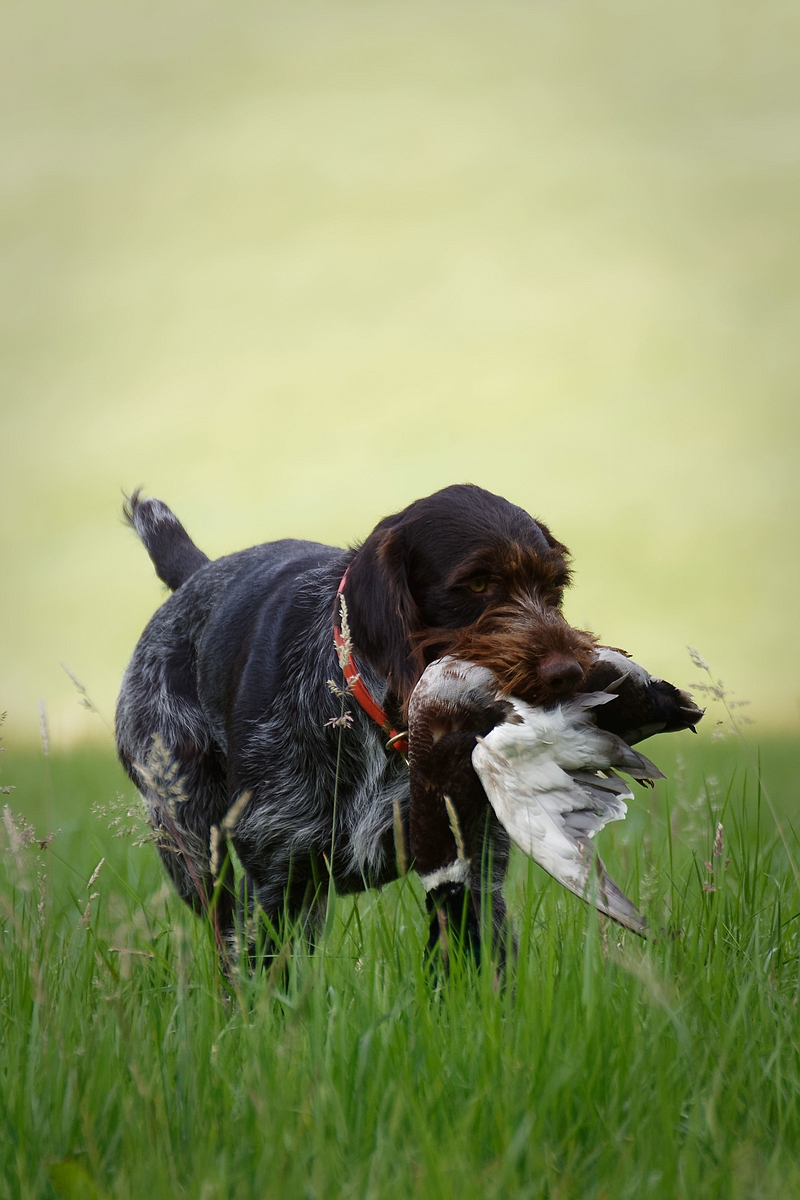 Jagdhundtraining