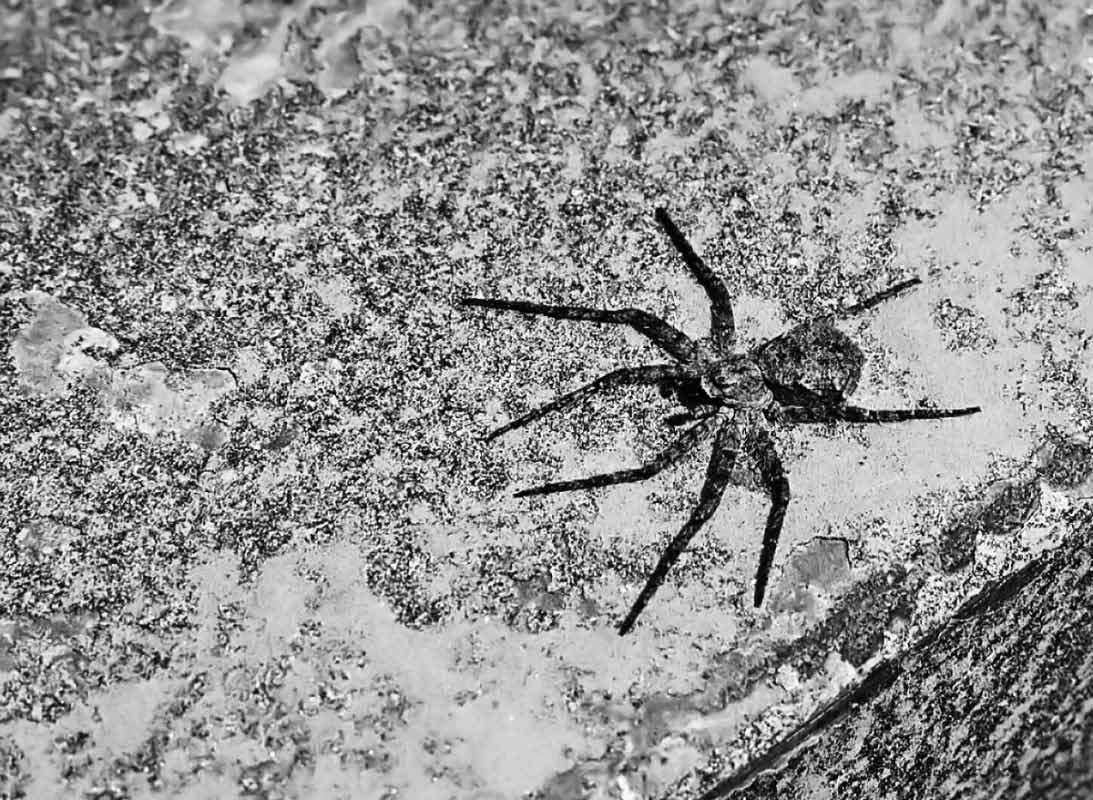 Jagdspinne 1 BW.jpg