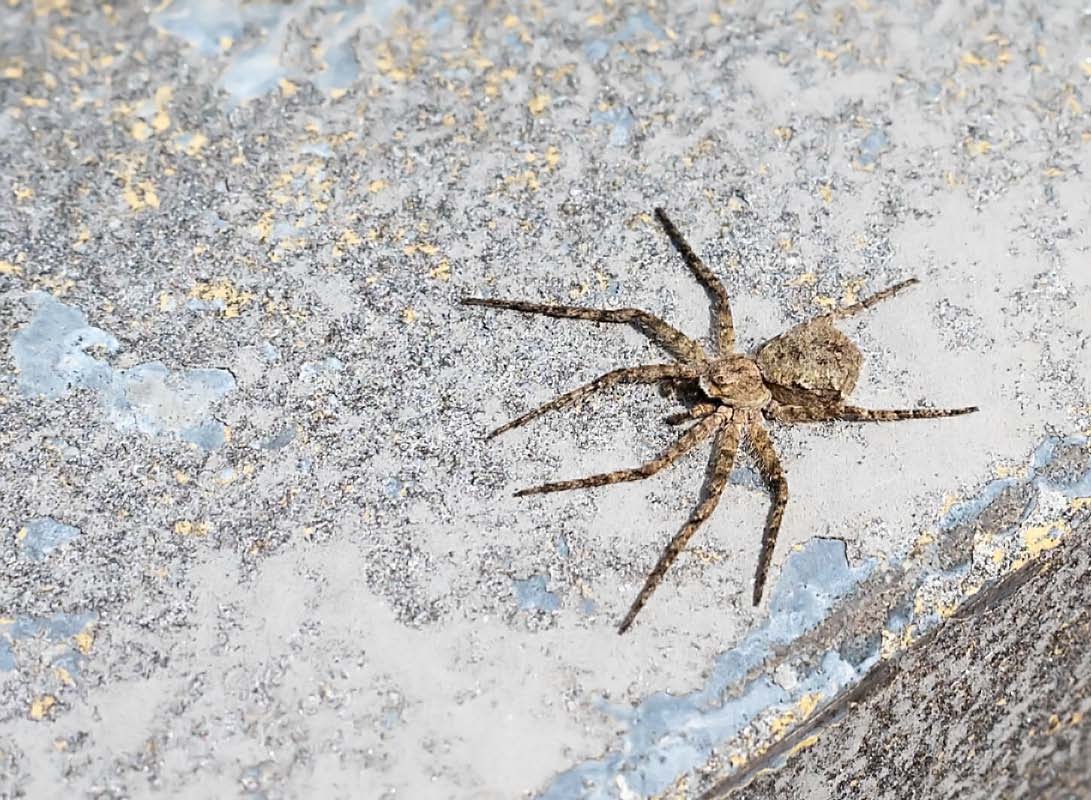Jagdspinne 1.jpg