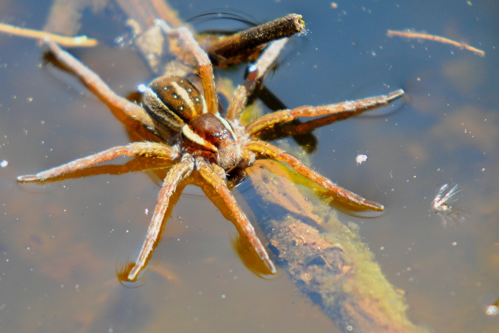 Jagdspinne