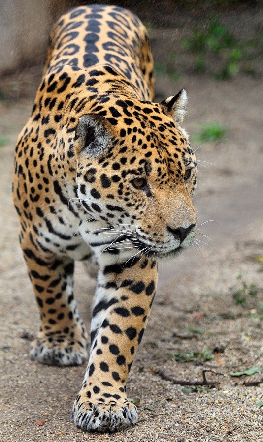 Jaguar