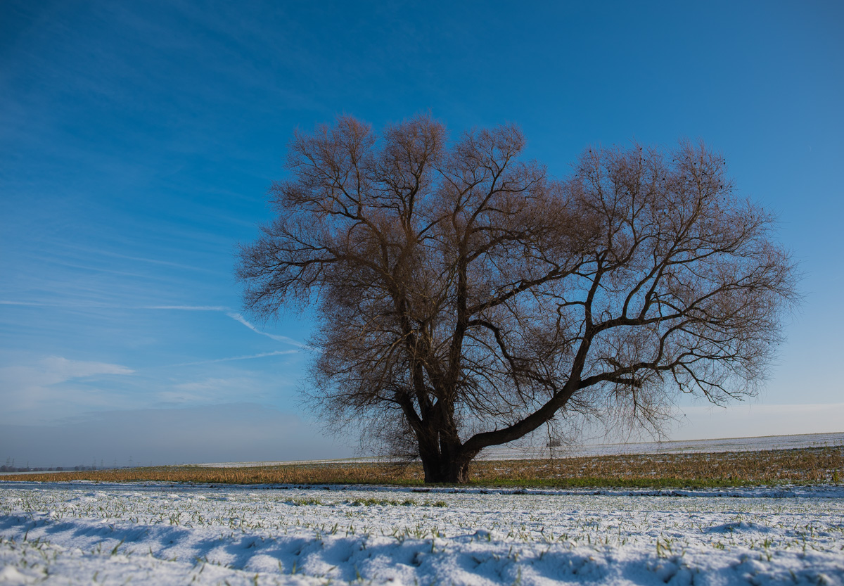 Januar17