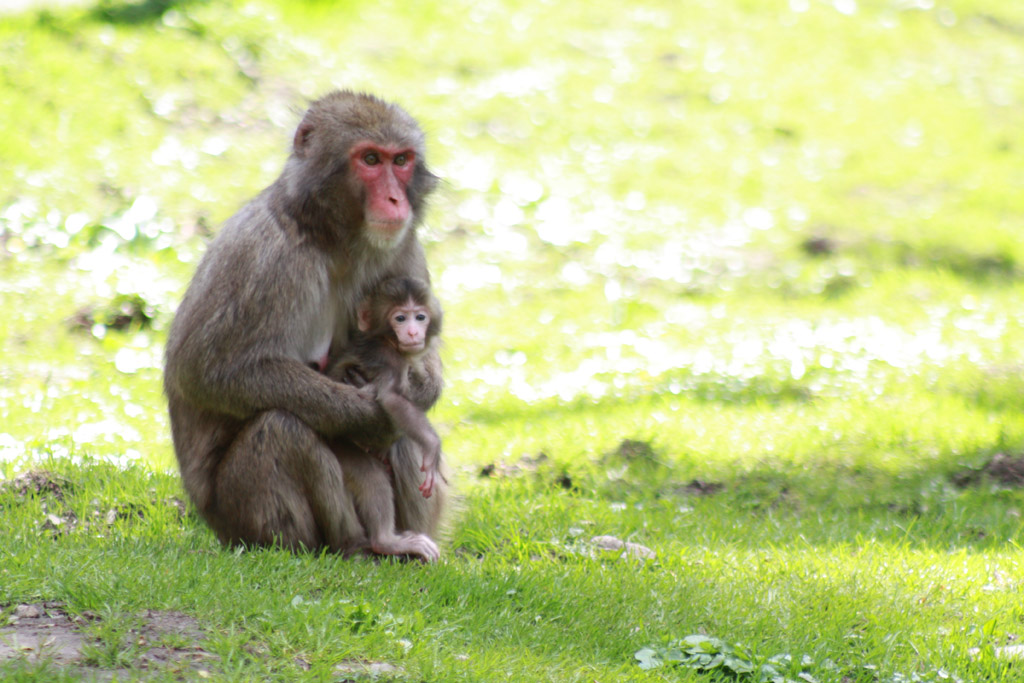 Japanmakake mit Baby
Affenberg, Kärnten