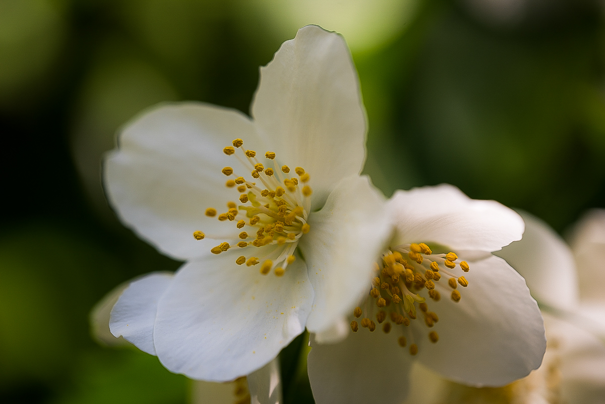 Jasmin (1 von 1).JPG