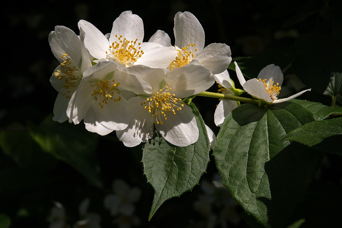 Jasmin