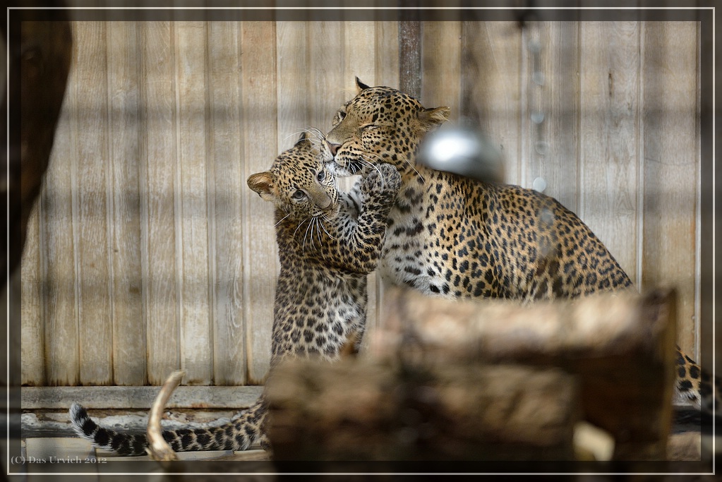 Java-Leopardenkind