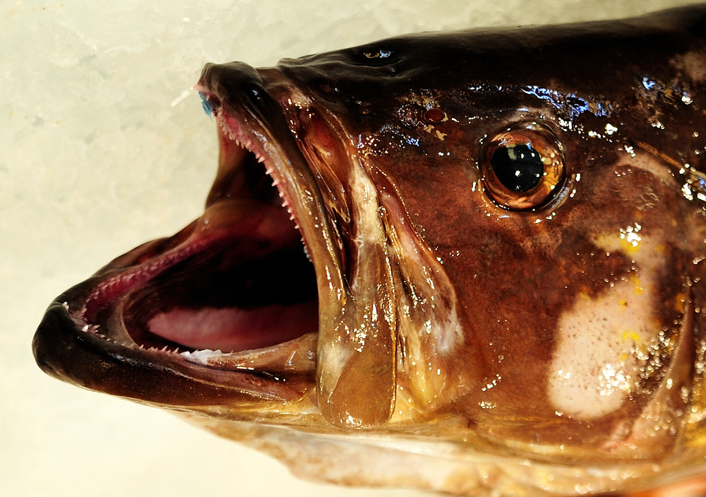 jaws