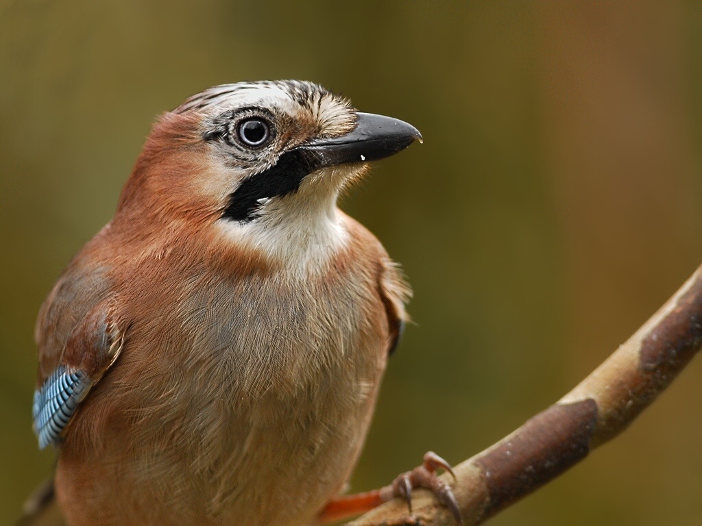 jay5895 hf