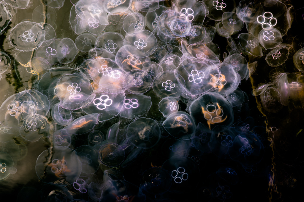 Jelly Fish Kiel