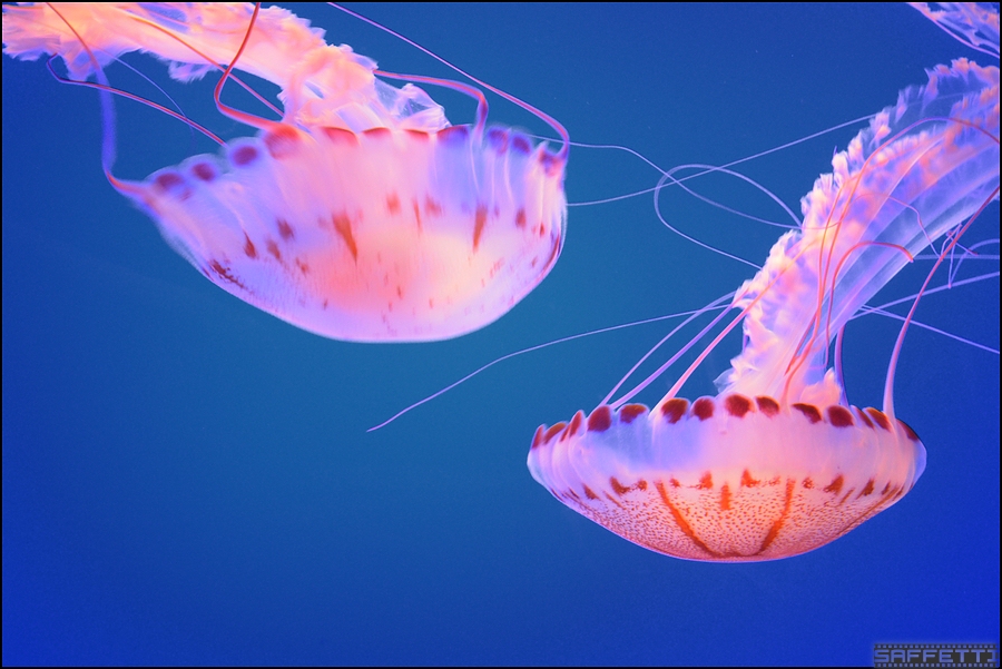 jellyfish forum