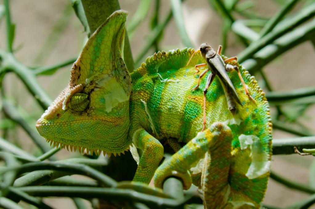 Jemen-Chamäleon im Reptilium Landau/Pfalz