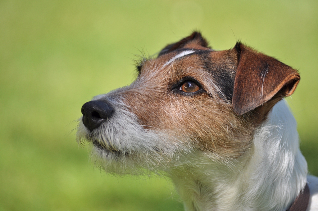 Jimmy  (55-300 Nikkor)