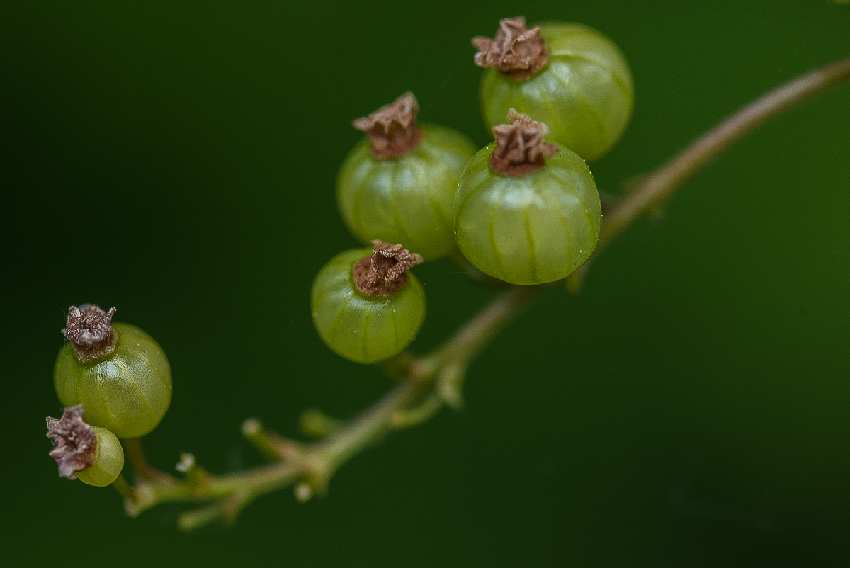 Johannisbeeren grün.jpg