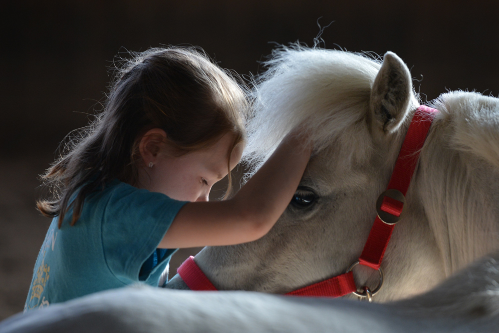 Как лошади относятся к людям. Нежная Дружба детей и животных. Лошадиные отношения. Какие отношения лошадей с людьми. Кумир лошадь.