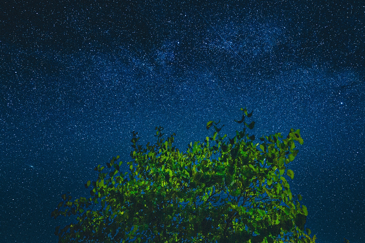 Judasbaum