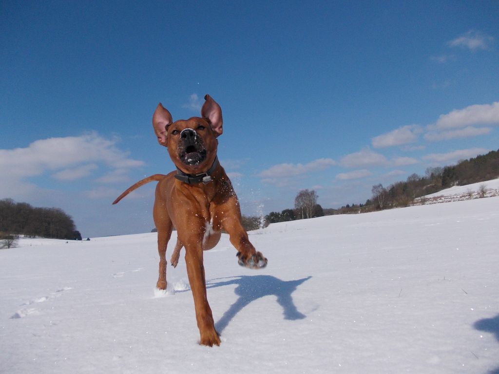 Juhu, spielen im Schnee :)