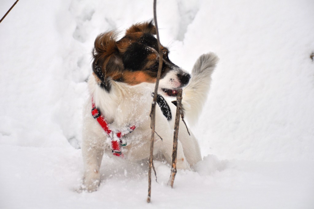 Juli hat sichtlich Spaß im Schnee