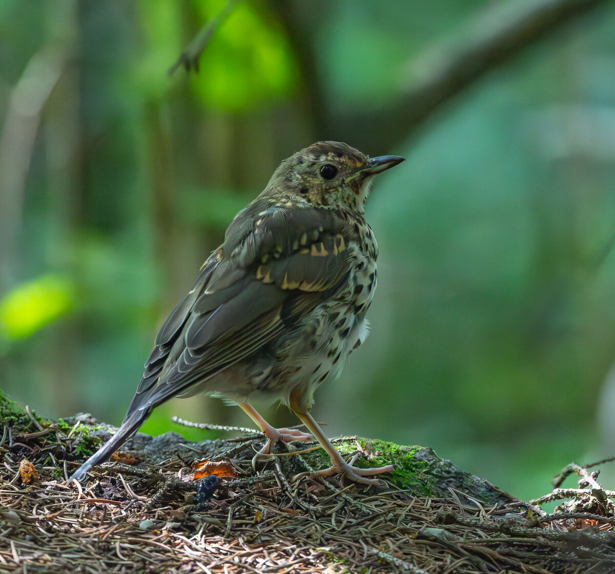 Junge Amsel am Waldboden.jpg