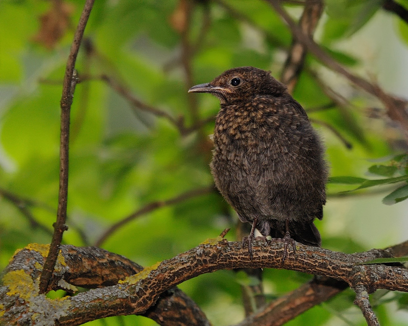 junge Amsel