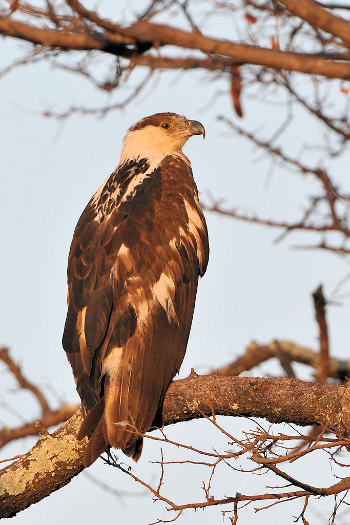 Junger Afrikanischer Schreiseeadler
Busanga Plains, Kafue
6340