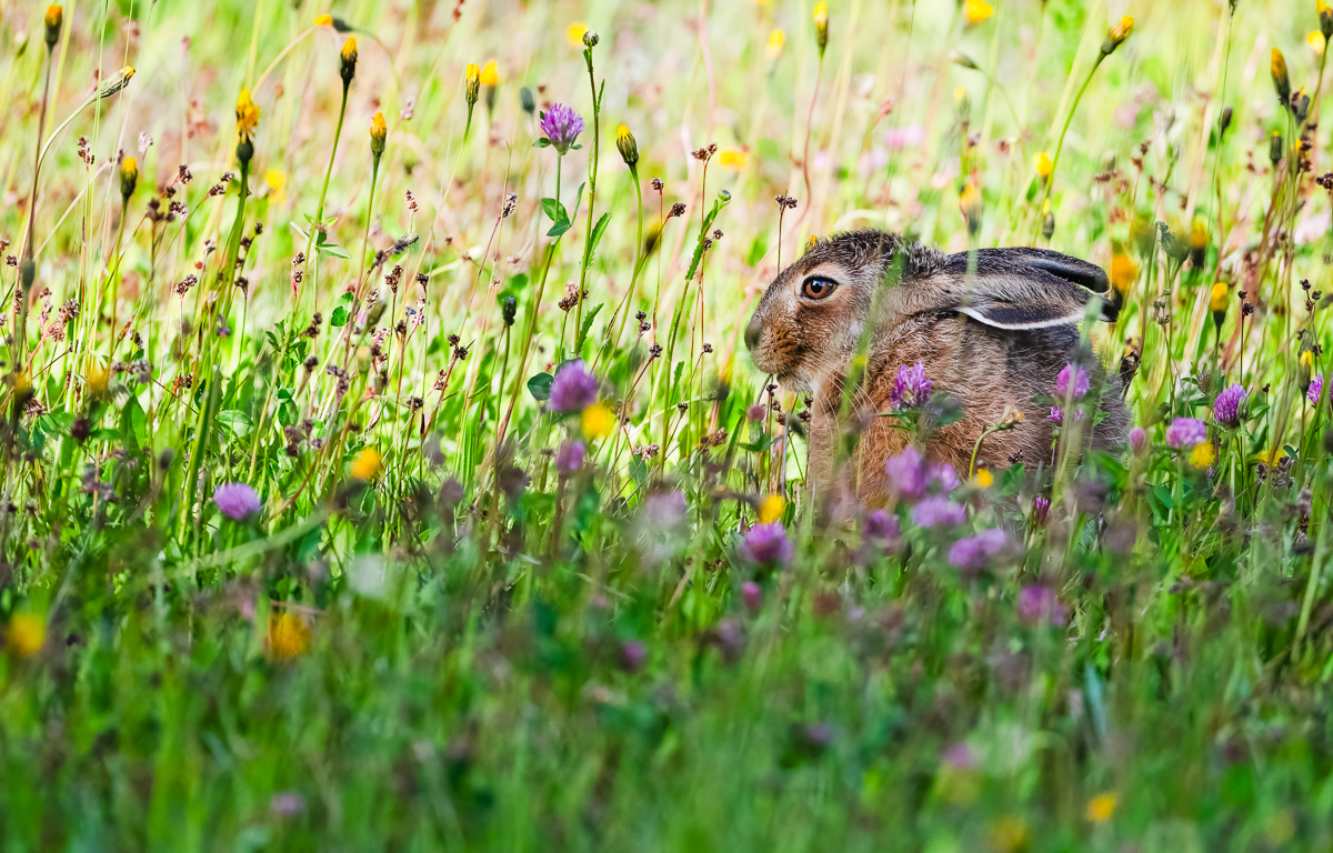 Junger Hase-2.jpg
