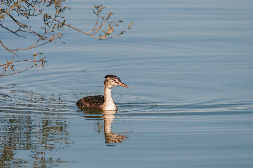 junger Haubentaucher
Vogelinsel Altmühl