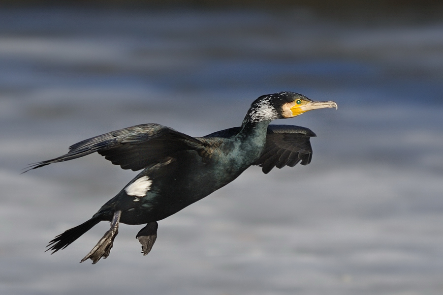 Junger Kormoran im Anflug
Tiergarten Nürnberg