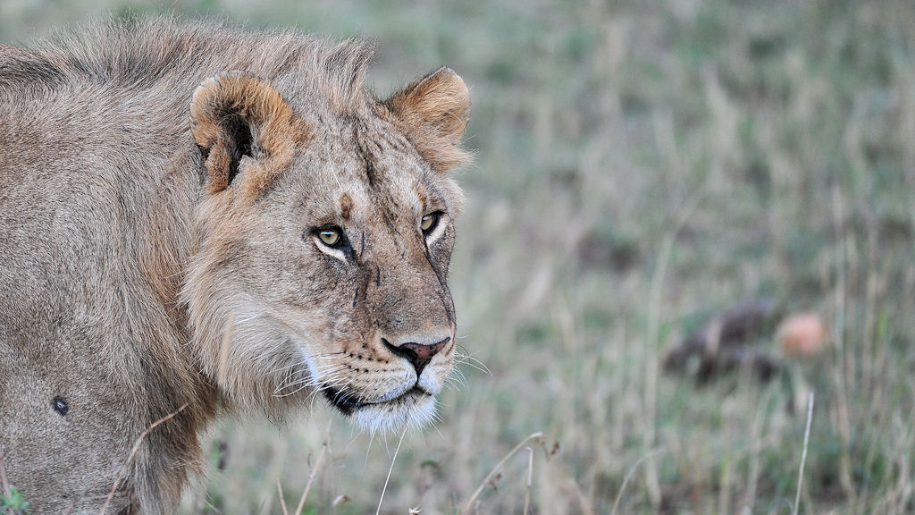 Junger Löwe in der Nordserengeti
1577