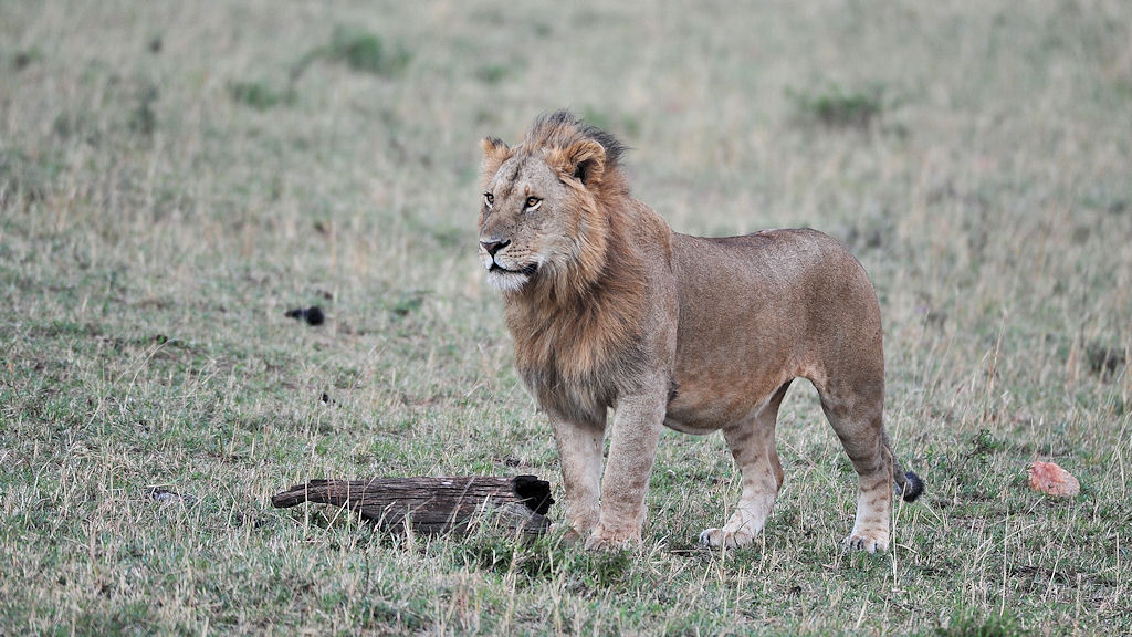 Junger Löwe in der Nordserengeti
1622