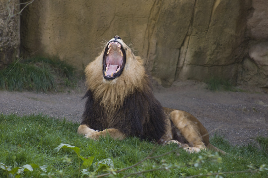 junger Löwe, Zoo Wuppertal
"Hoffentlich bohrt er nicht!"