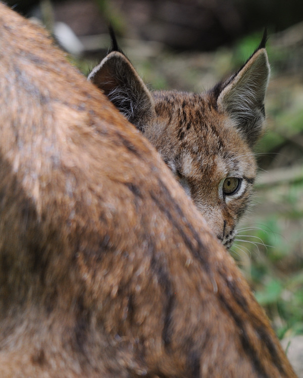 Junger Luchs
Tierpark Neumünster